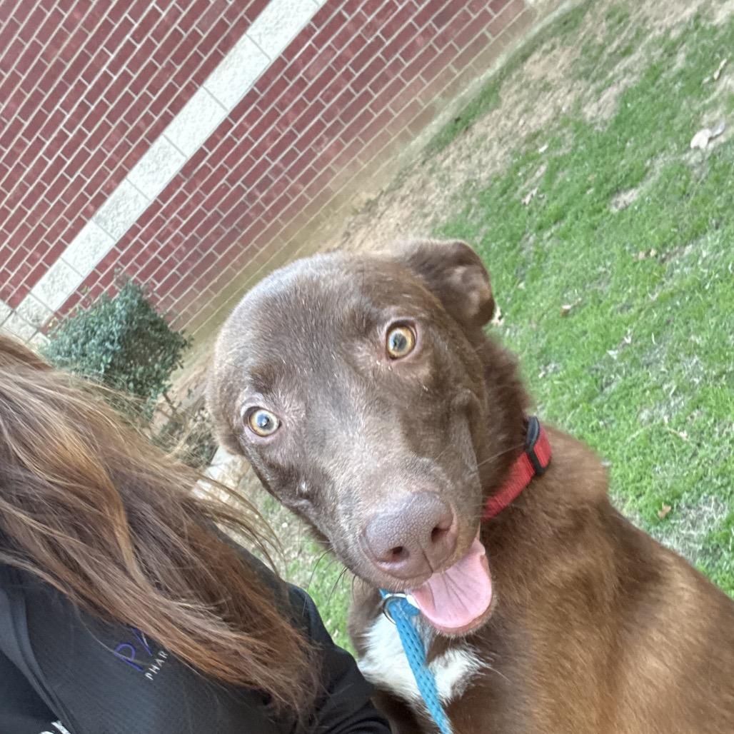 Orion, a Adoptable mixed breed in Palestine, TX image 3/3