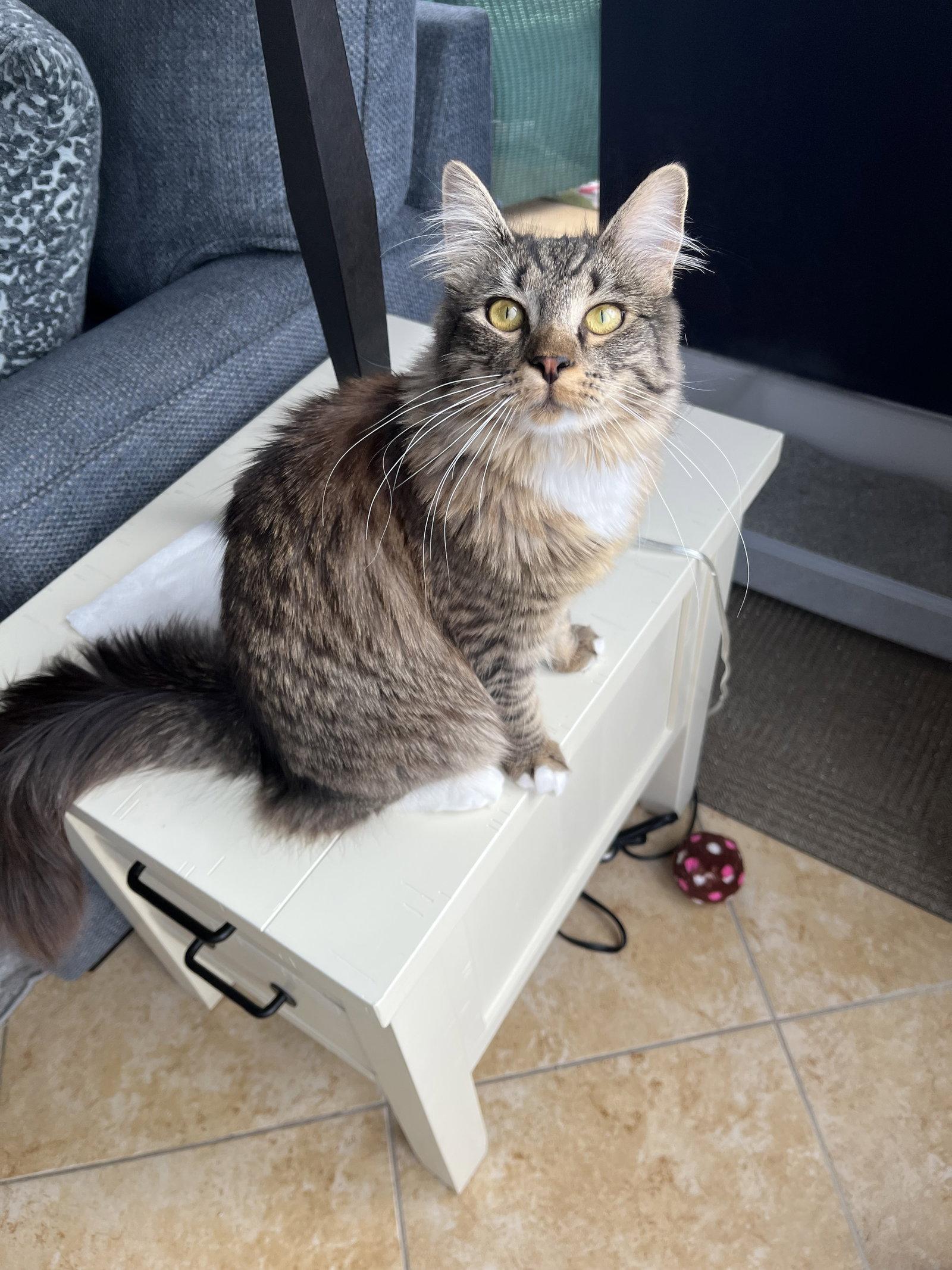 Lilly (From Philly), Adoptable, Adult Female Domestic Medium Hair & Maine Coon.