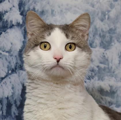 Murdoch — thumbnail 2