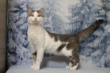 Murdoch — thumbnail 3