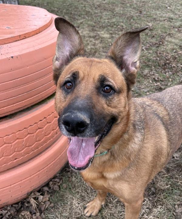 Enlarge Bella, a Adoptable mixed breed in Sioux City, IA image 1/6