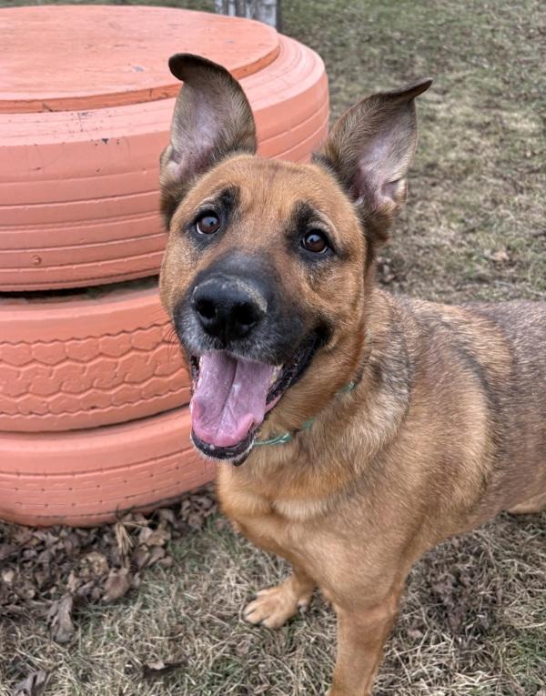 Enlarge Bella, a Adoptable mixed breed in Sioux City, IA image 2/6