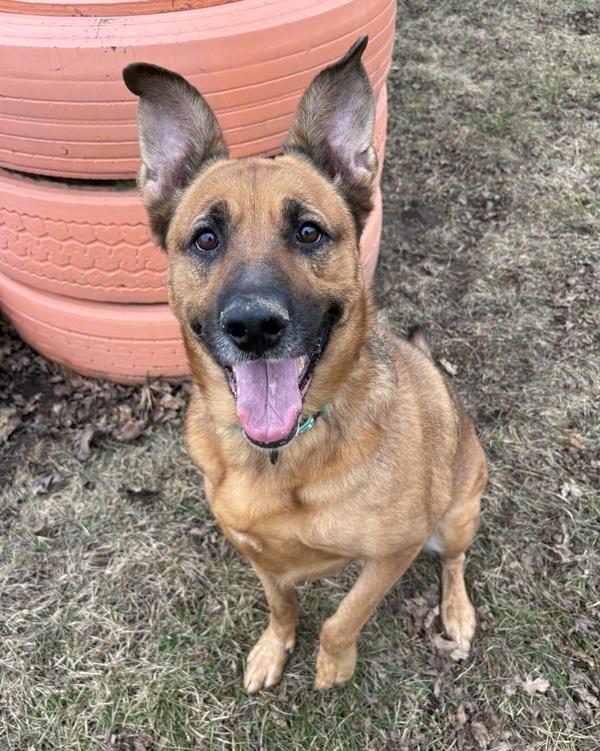Enlarge Bella, a Adoptable mixed breed in Sioux City, IA image 3/6