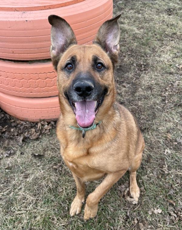 Enlarge Bella, a Adoptable mixed breed in Sioux City, IA image 4/6