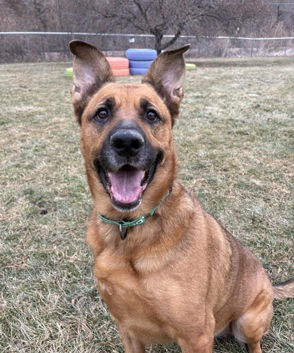 Enlarge Bella, a Adoptable mixed breed in Sioux City, IA image 5/6