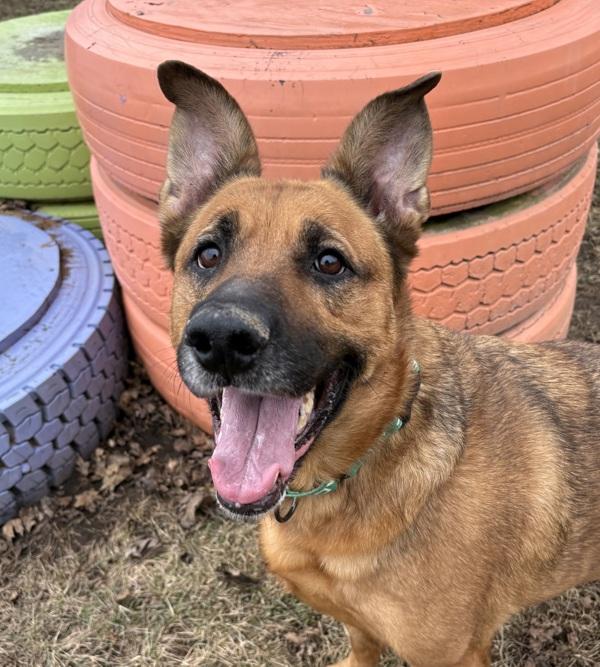 Enlarge Bella, a Adoptable mixed breed in Sioux City, IA image 6/6