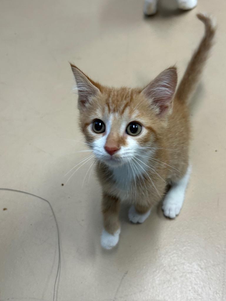 Silvio, Adopted, Kitten Male Domestic Short Hair.