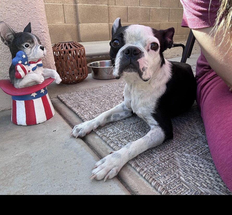 Ginny, Adopted, Young Female Boston Terrier.