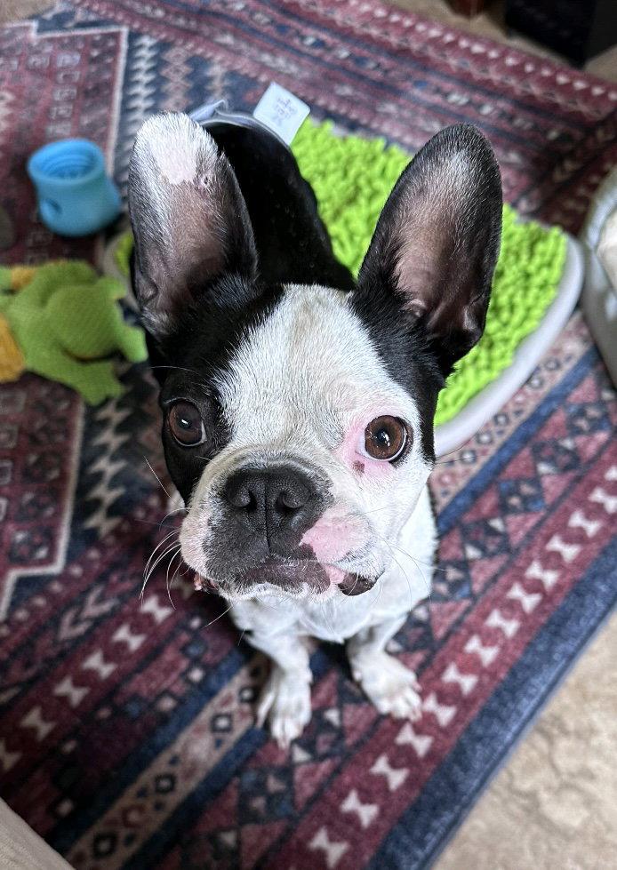Ginny, a Adopted Boston Terrier in Scottsdale, AZ image 2/3