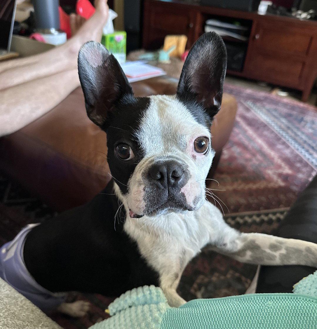 Ginny, a Adopted Boston Terrier in Scottsdale, AZ image 3/3