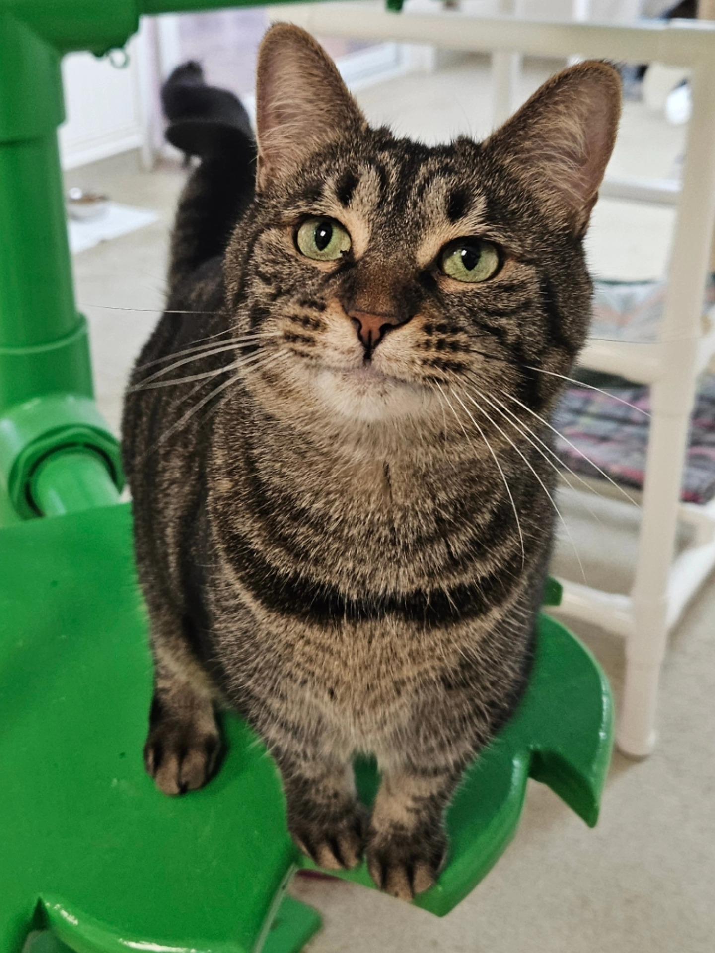 Enlarge Ophelia, an adoption pending Domestic Short Hair in Westbrook, CT image 1/6