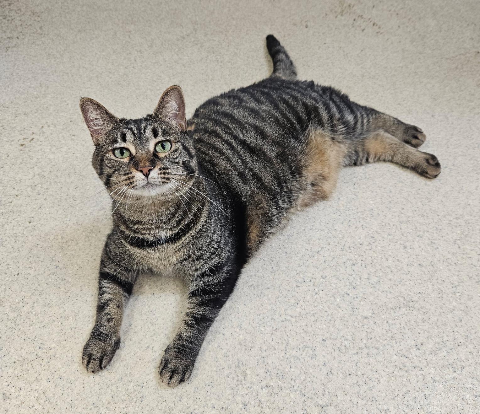 Ophelia, a ADOPTABLE Domestic Short Hair in Westbrook, CT image 1/5