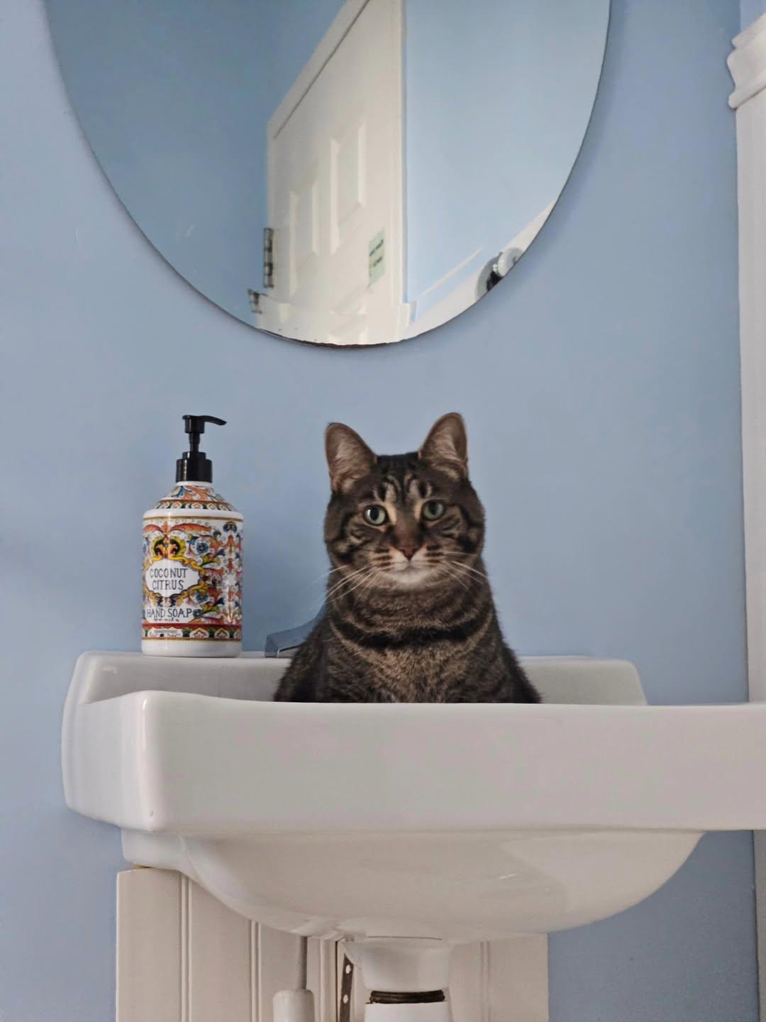 Ophelia, a ADOPTABLE Domestic Short Hair in Westbrook, CT image 5/5