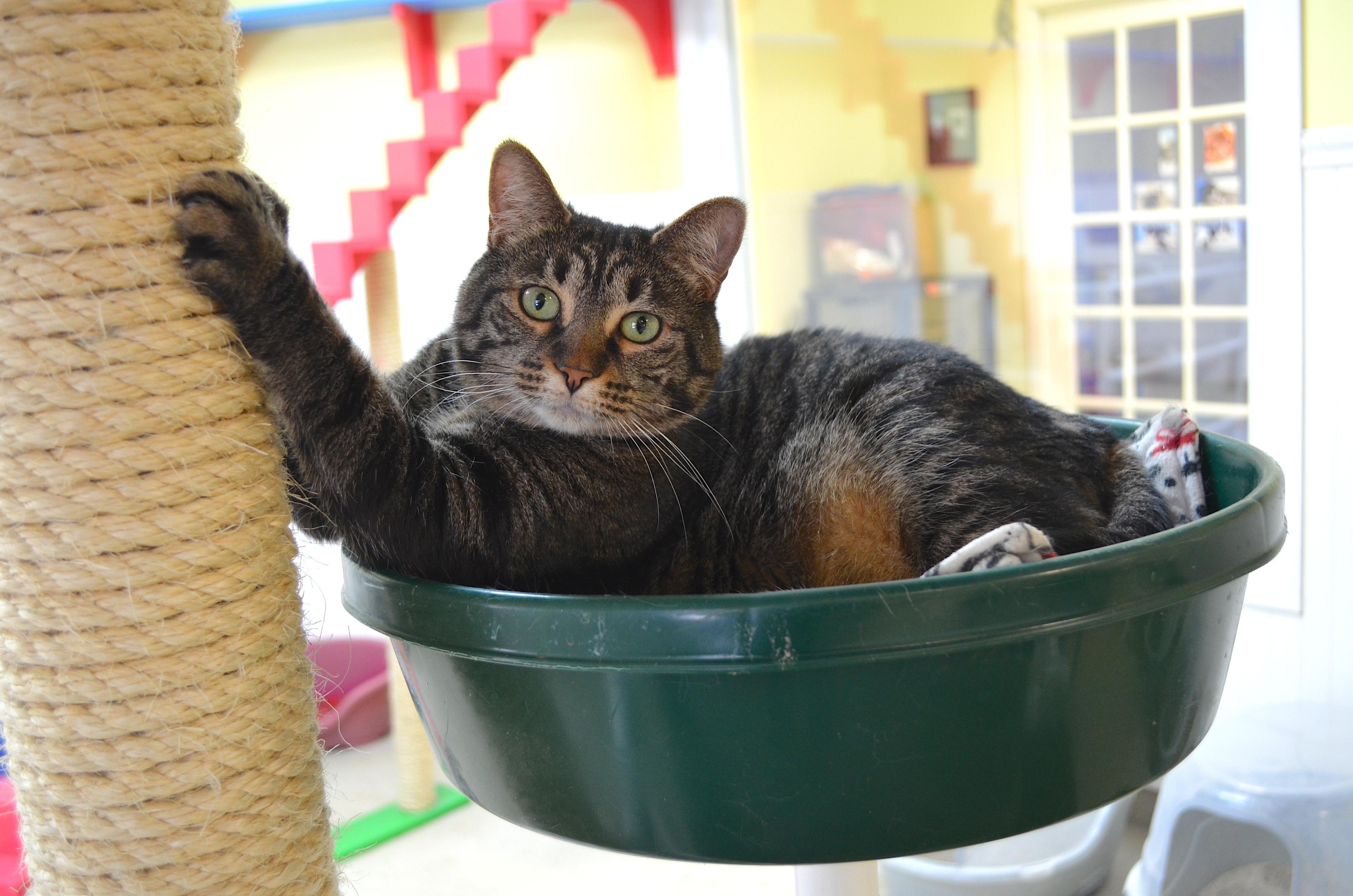 Ophelia, a ADOPTABLE Domestic Short Hair in Westbrook, CT image 4/5