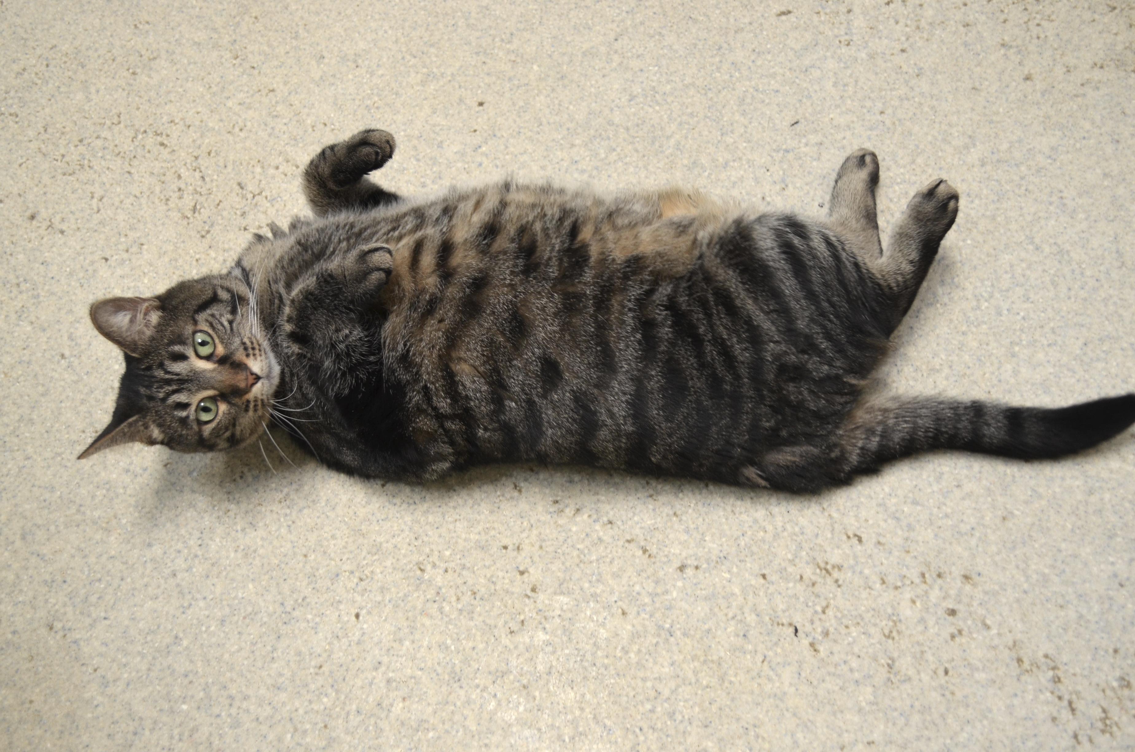 Enlarge Ophelia, a ADOPTABLE Domestic Short Hair in Westbrook, CT image 5/6