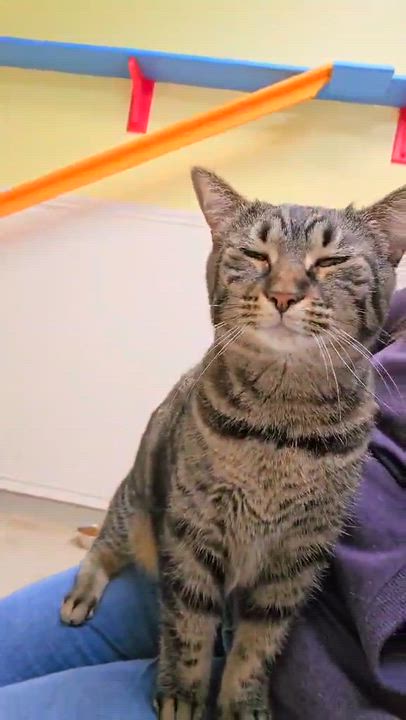 Enlarge Ophelia, a ADOPTABLE Domestic Short Hair in Westbrook, CT video 6/6