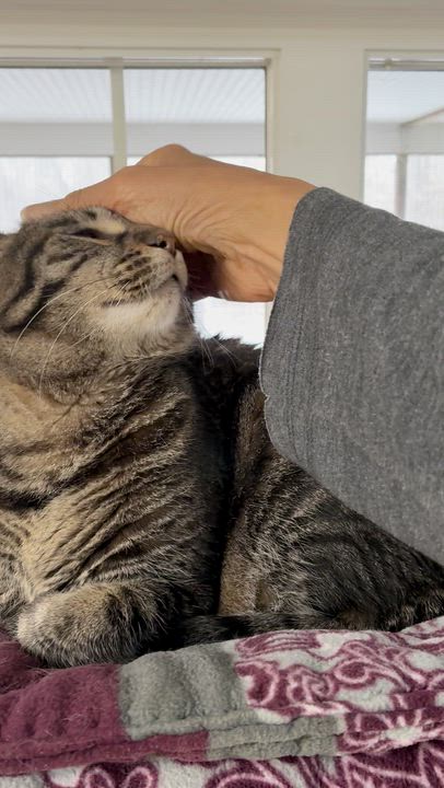 Enlarge Ophelia, a ADOPTABLE Domestic Short Hair in Westbrook, CT video 2/5