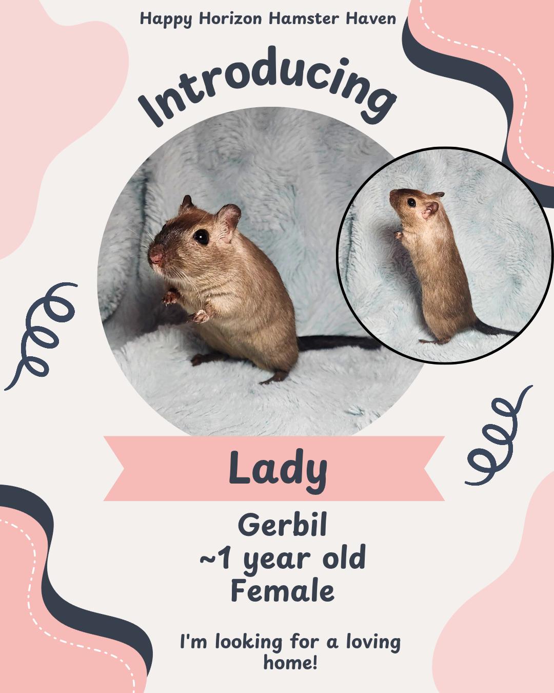 Enlarge Lady, an adopted Gerbil in West Chester, OH image 1/1