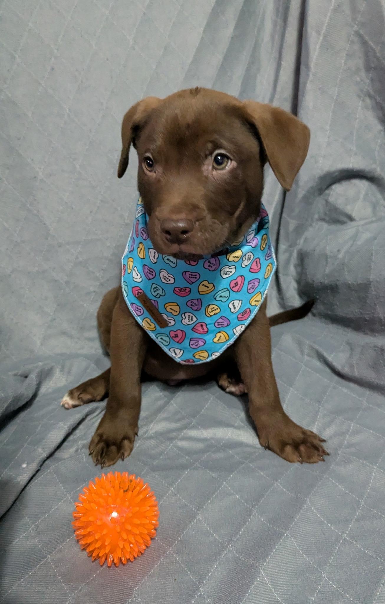 Guy, ADOPTABLE, Puppy Male Labrador Retriever.