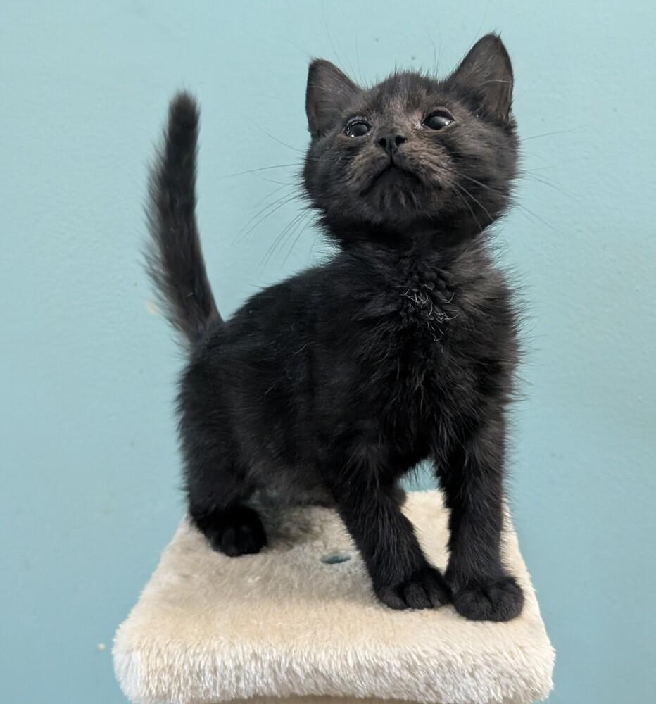 7823 Caillou, Adoptable, Kitten Male Domestic Short Hair.
