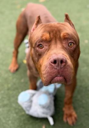 Mr Worldwide, an adopted Pit Bull Terrier in San Diego, CA image 3/4