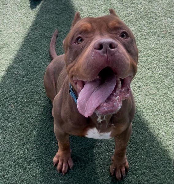 Mr Worldwide, an adopted Pit Bull Terrier in San Diego, CA image 2/4