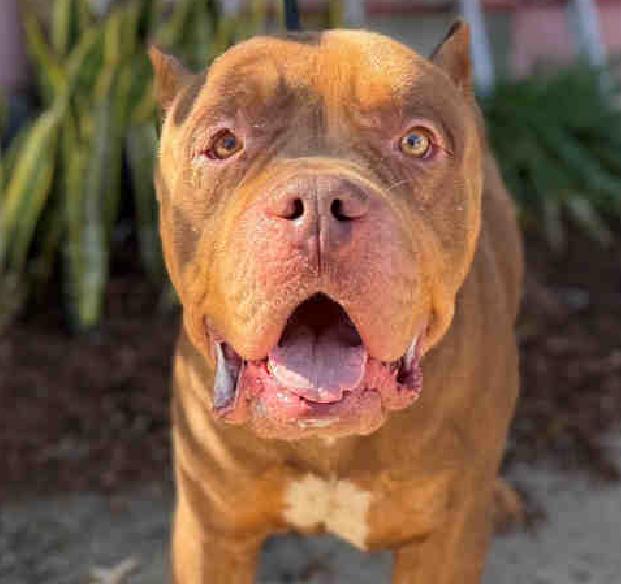 Mr Worldwide, an adopted Pit Bull Terrier in San Diego, CA image 1/4