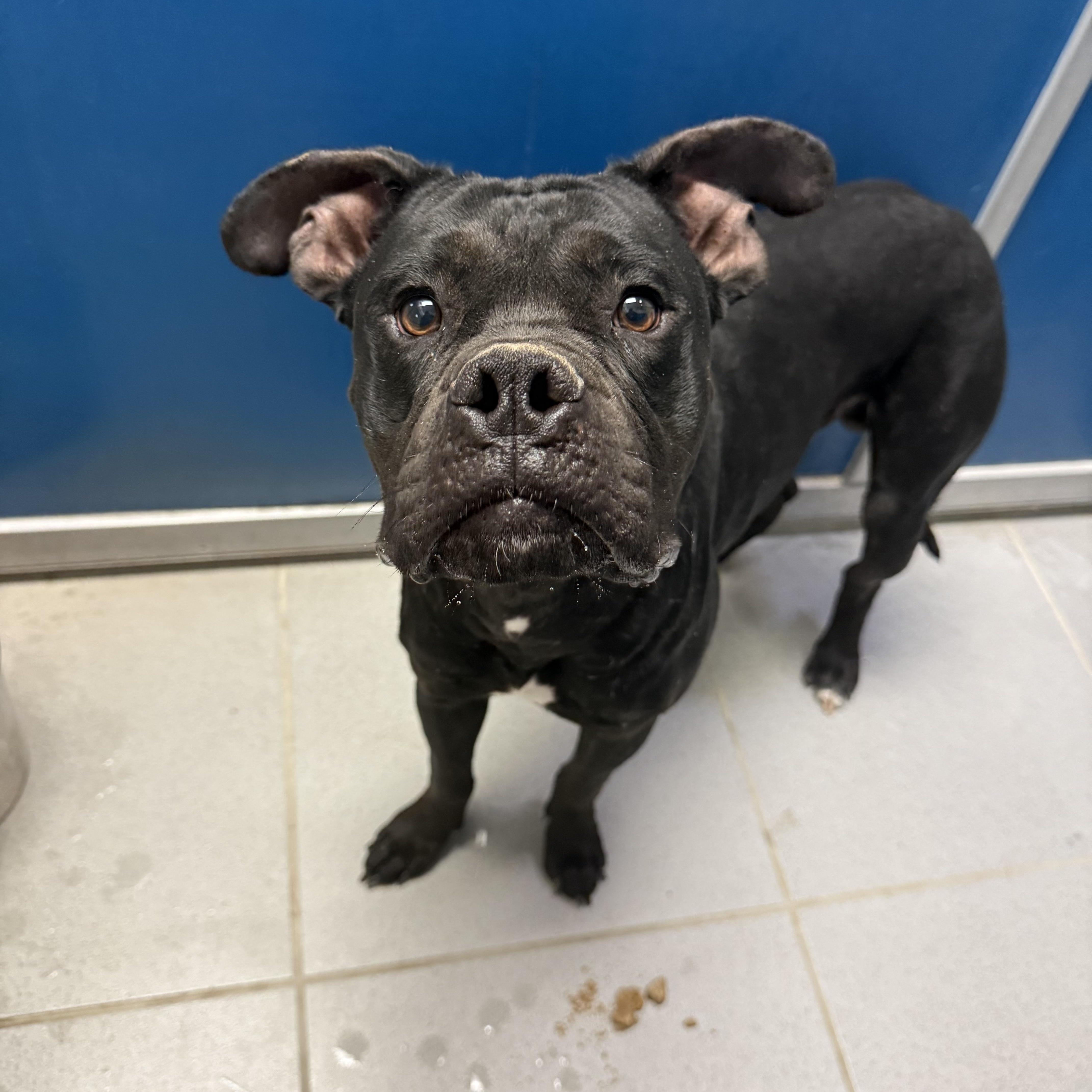 Enlarge Stray Boxer, a ADOPTABLE mixed breed in Hays, KS image 3/6