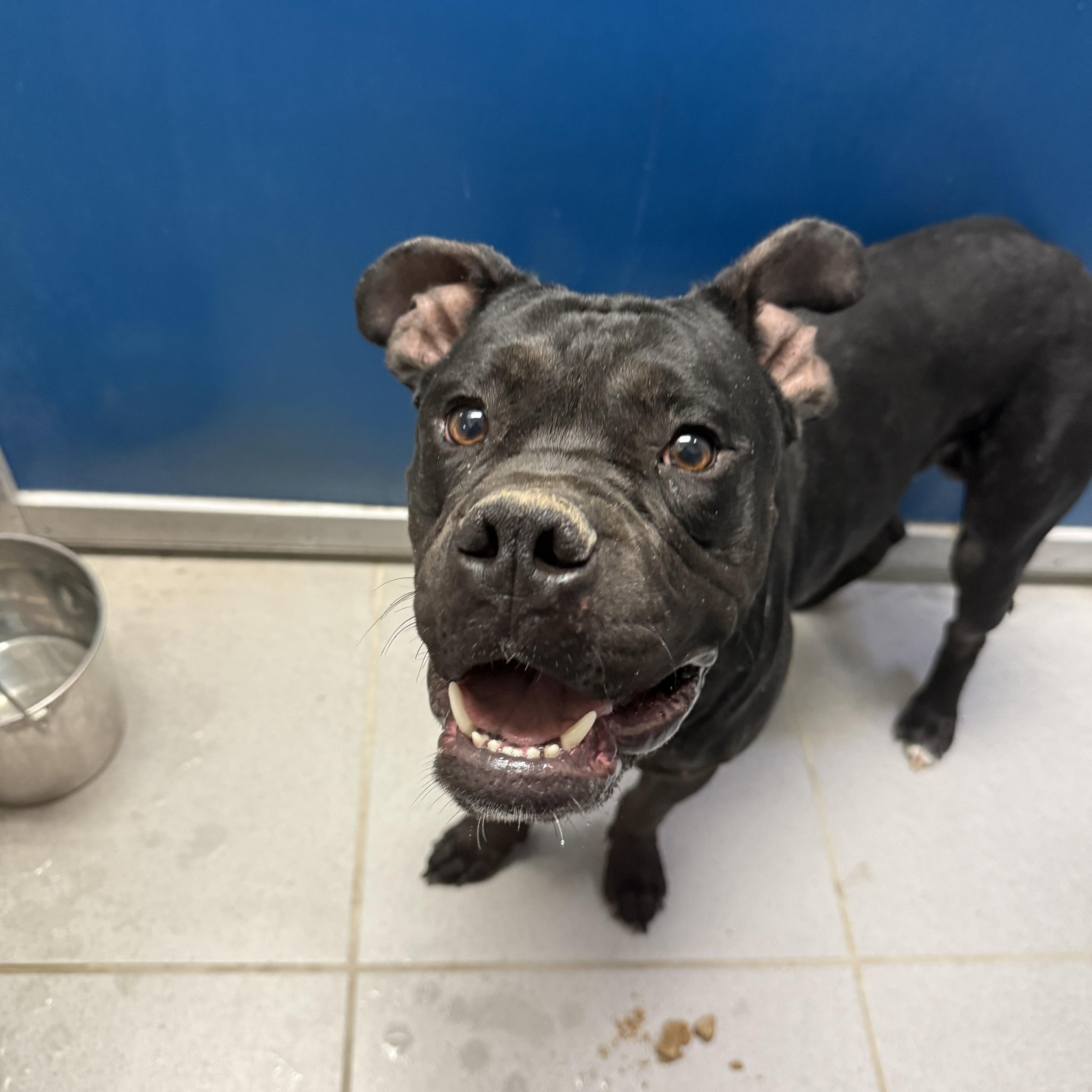 Enlarge Stray Boxer, a ADOPTABLE mixed breed in Hays, KS image 6/6