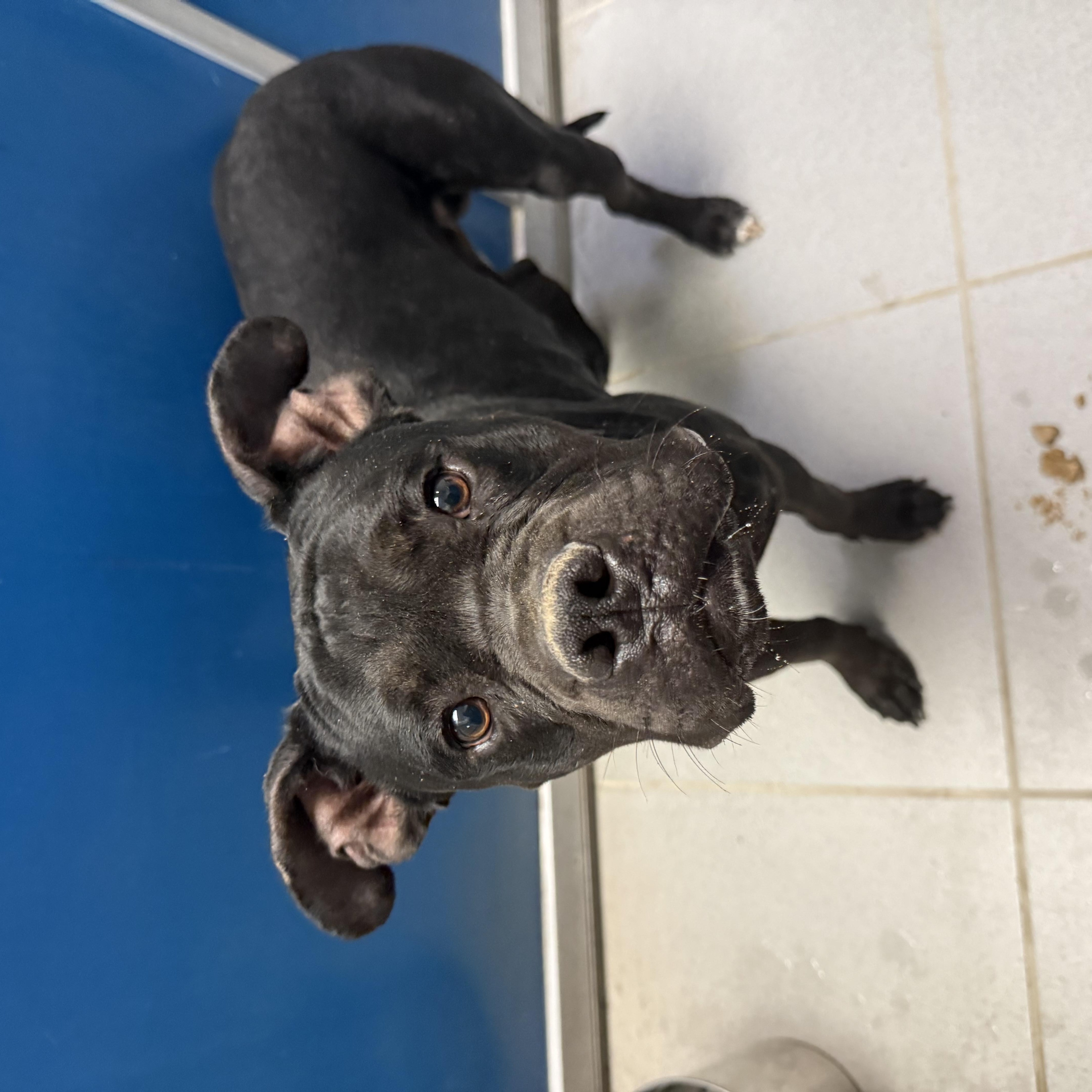 Enlarge Stray Boxer, a ADOPTABLE mixed breed in Hays, KS image 2/6