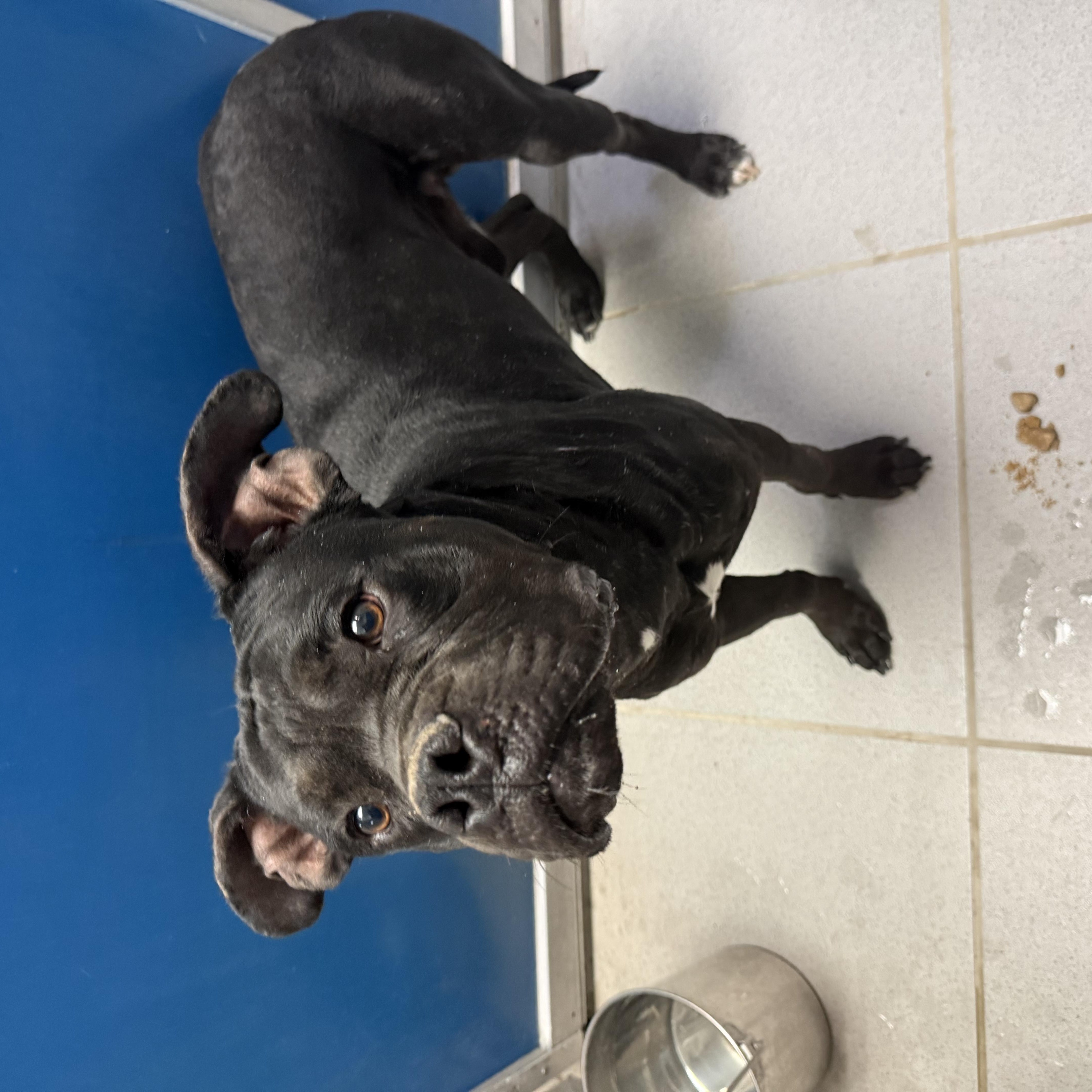 Enlarge Stray Boxer, a ADOPTABLE mixed breed in Hays, KS image 5/6