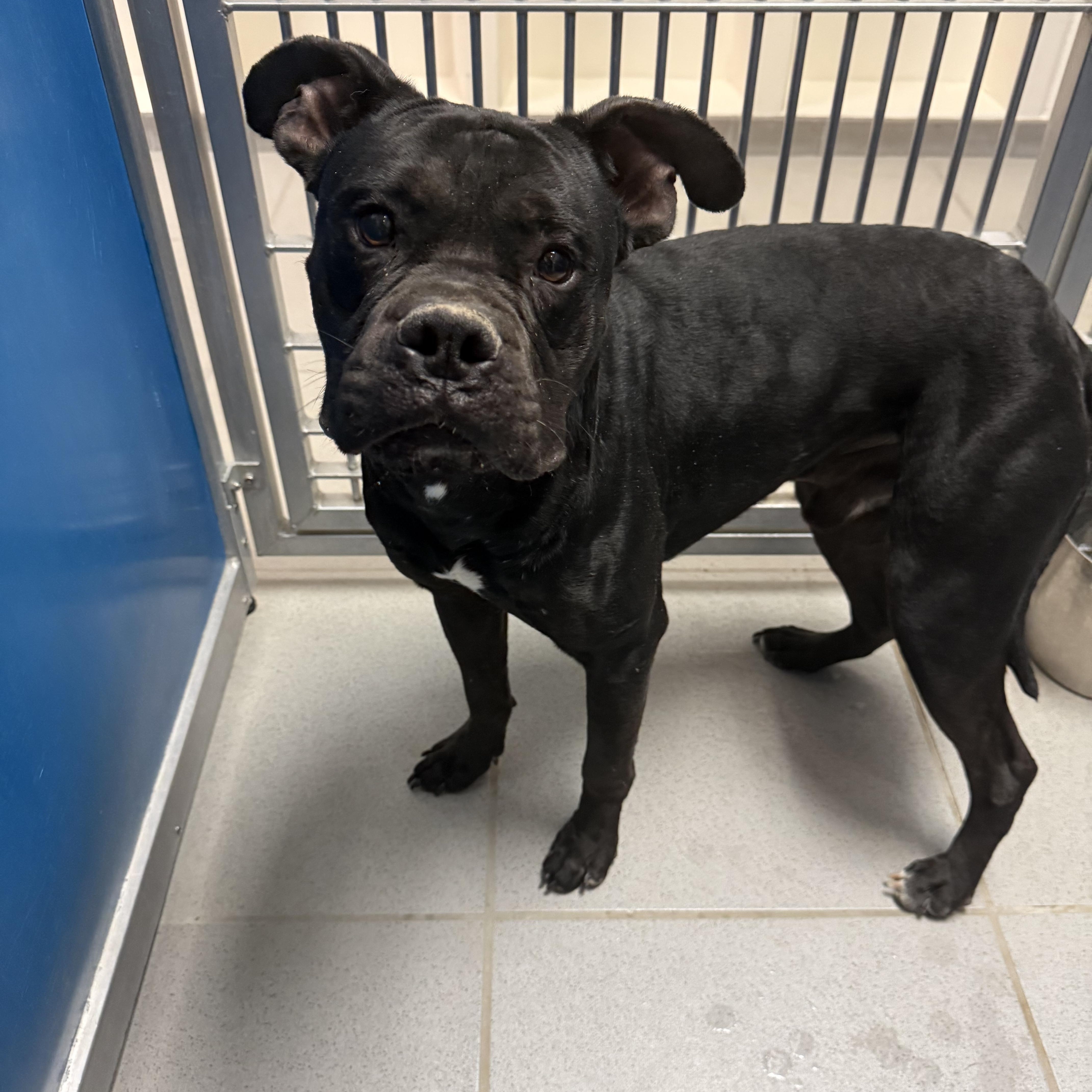 Stray Boxer, ADOPTABLE, Adult Male Boxer.