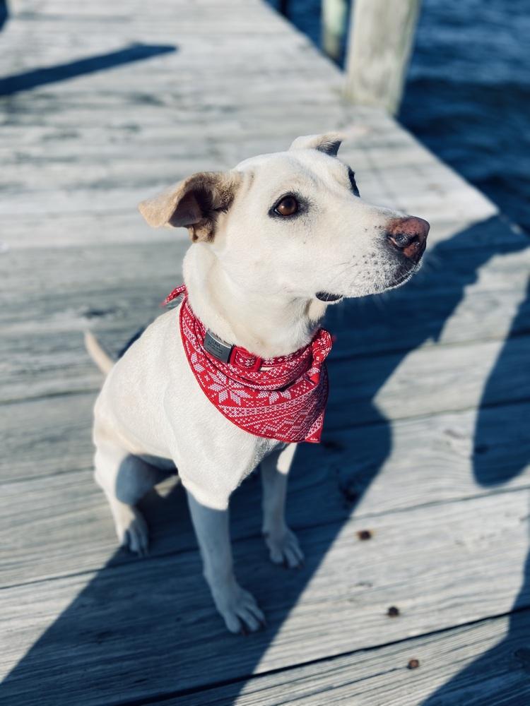 Luna, a Adoptable mixed breed in Orlando, FL image 1/3