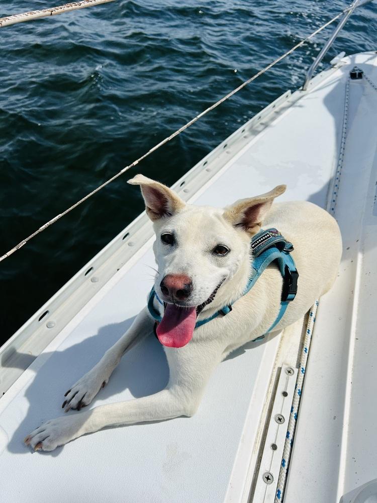 Luna, a Adoptable mixed breed in Orlando, FL image 2/3