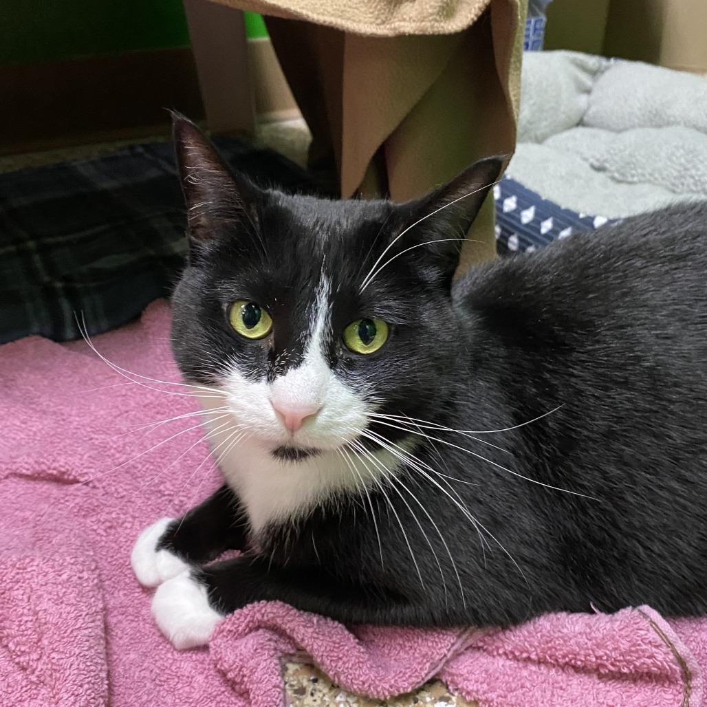 Kimber, Adoptable, Adult Female Domestic Short Hair.