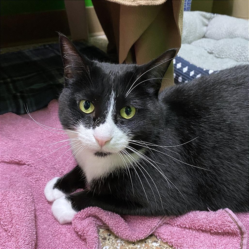 Kimber, Adoptable, Adult Female Domestic Short Hair.