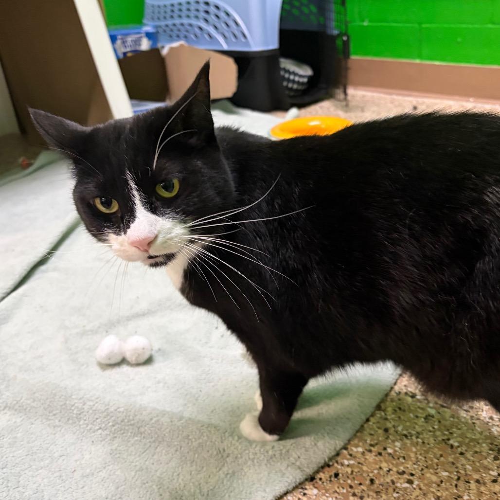 Kimber, a Adoptable Domestic Short Hair in Cheyenne, WY image 3/6