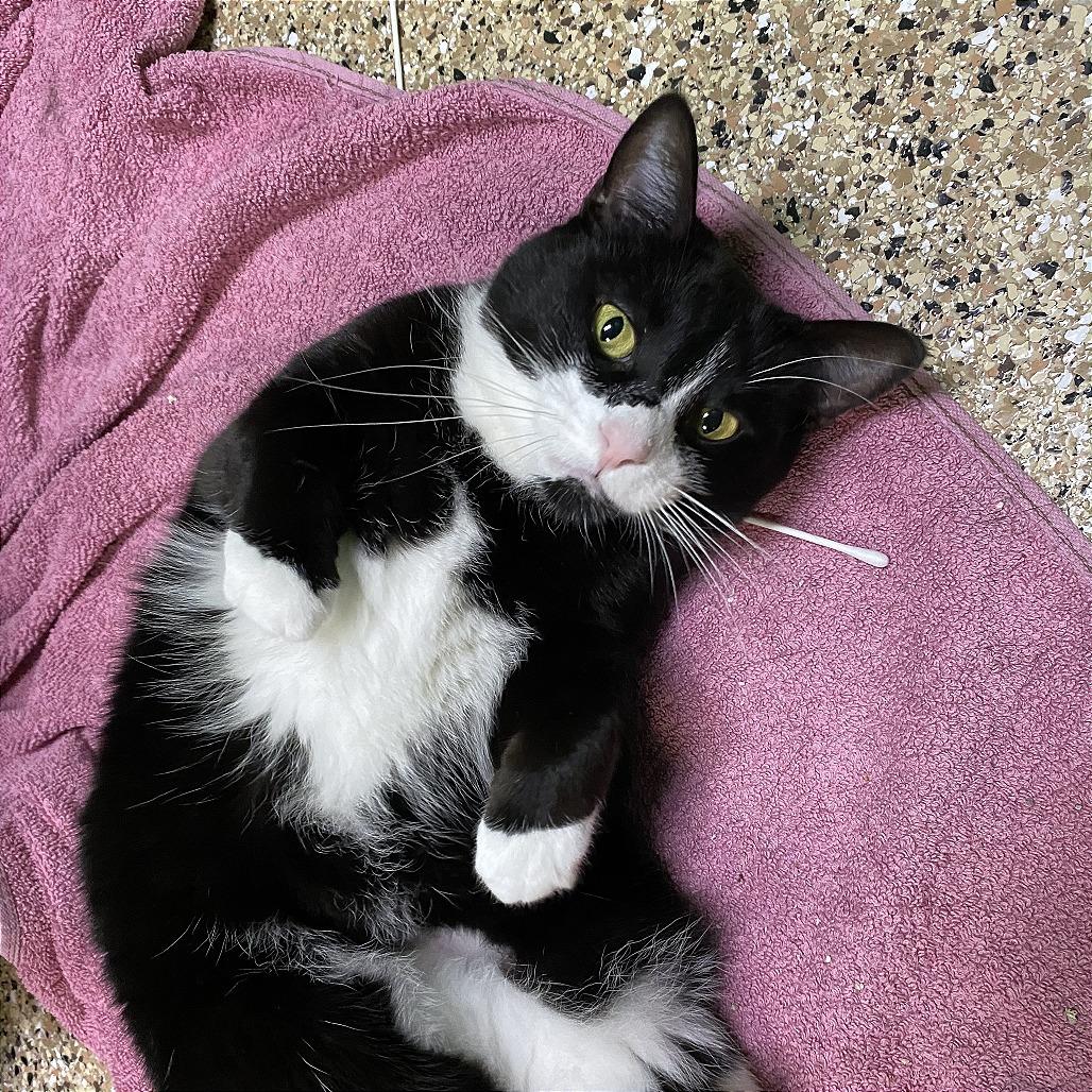 Kimber, a Adoptable Domestic Short Hair in Cheyenne, WY image 4/6