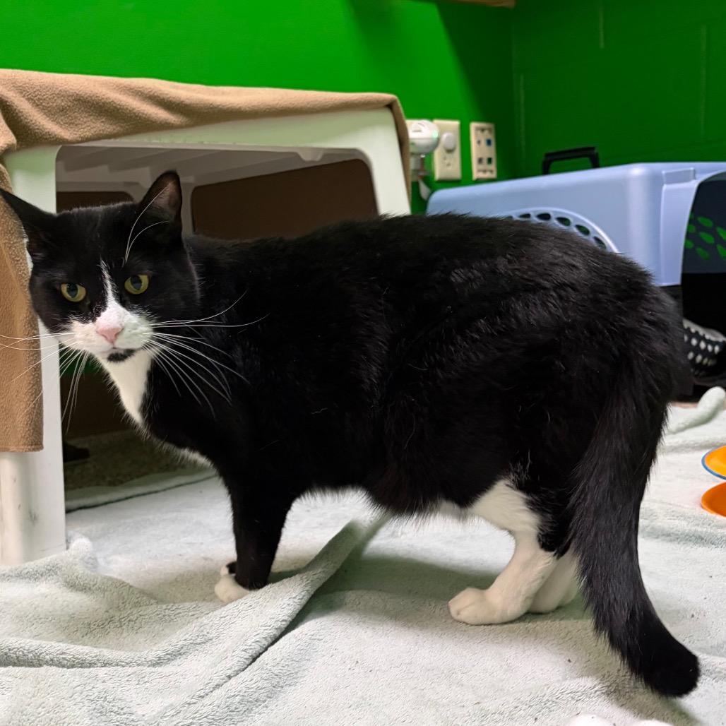 Kimber, a Adoptable Domestic Short Hair in Cheyenne, WY image 5/6