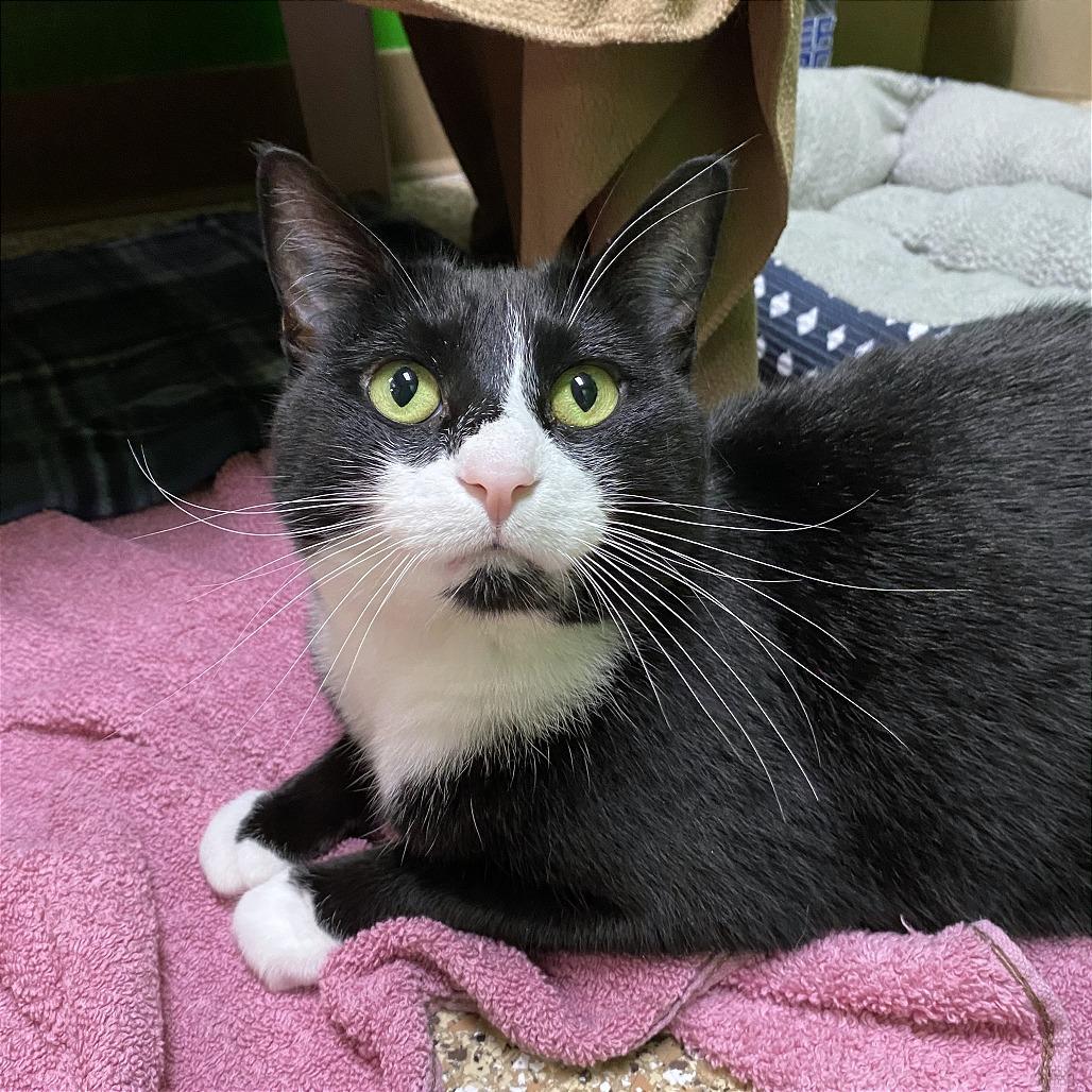 Kimber, a Adoptable Domestic Short Hair in Cheyenne, WY image 6/6