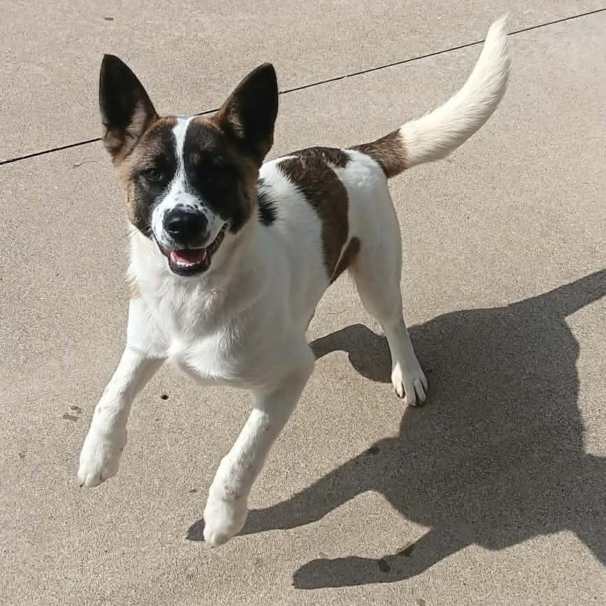 JUNIPER, Adoptable, Puppy Female Akita.