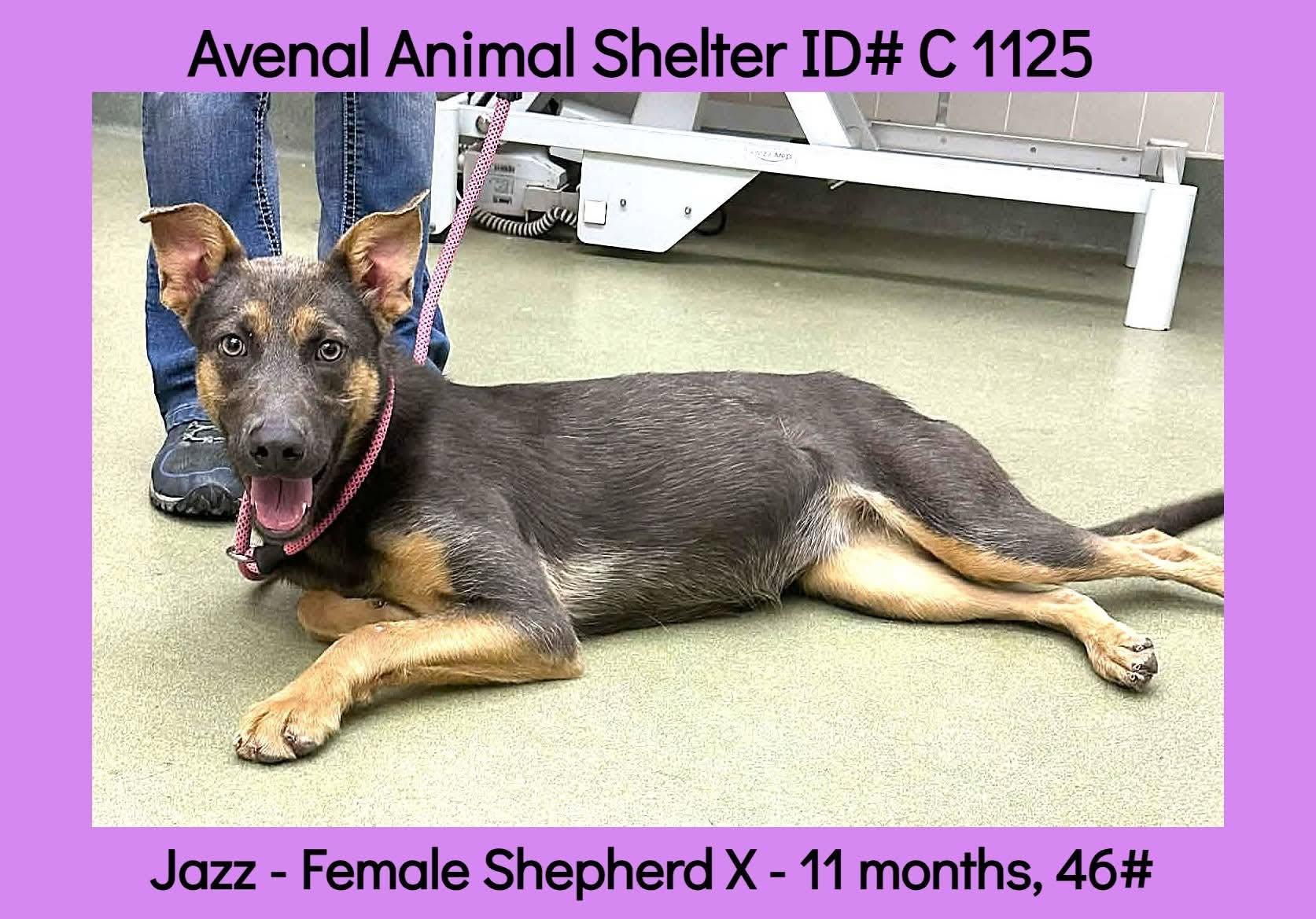 Enlarge Jazz, a ADOPTABLE mixed breed in Avenal, CA image 1/1