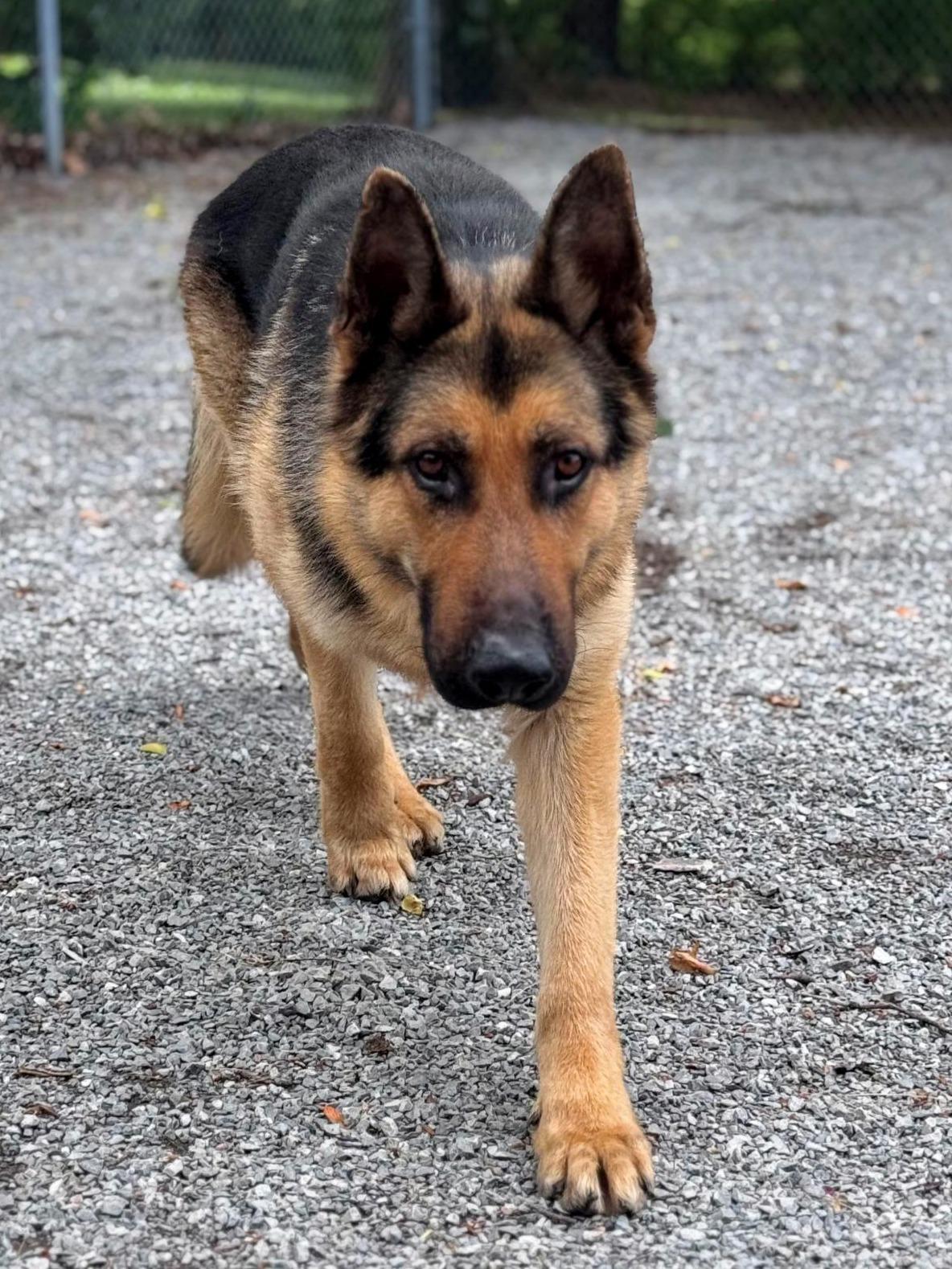 Slim, a Adoptable German Shepherd Dog in Chesterfield, MO image 2/3