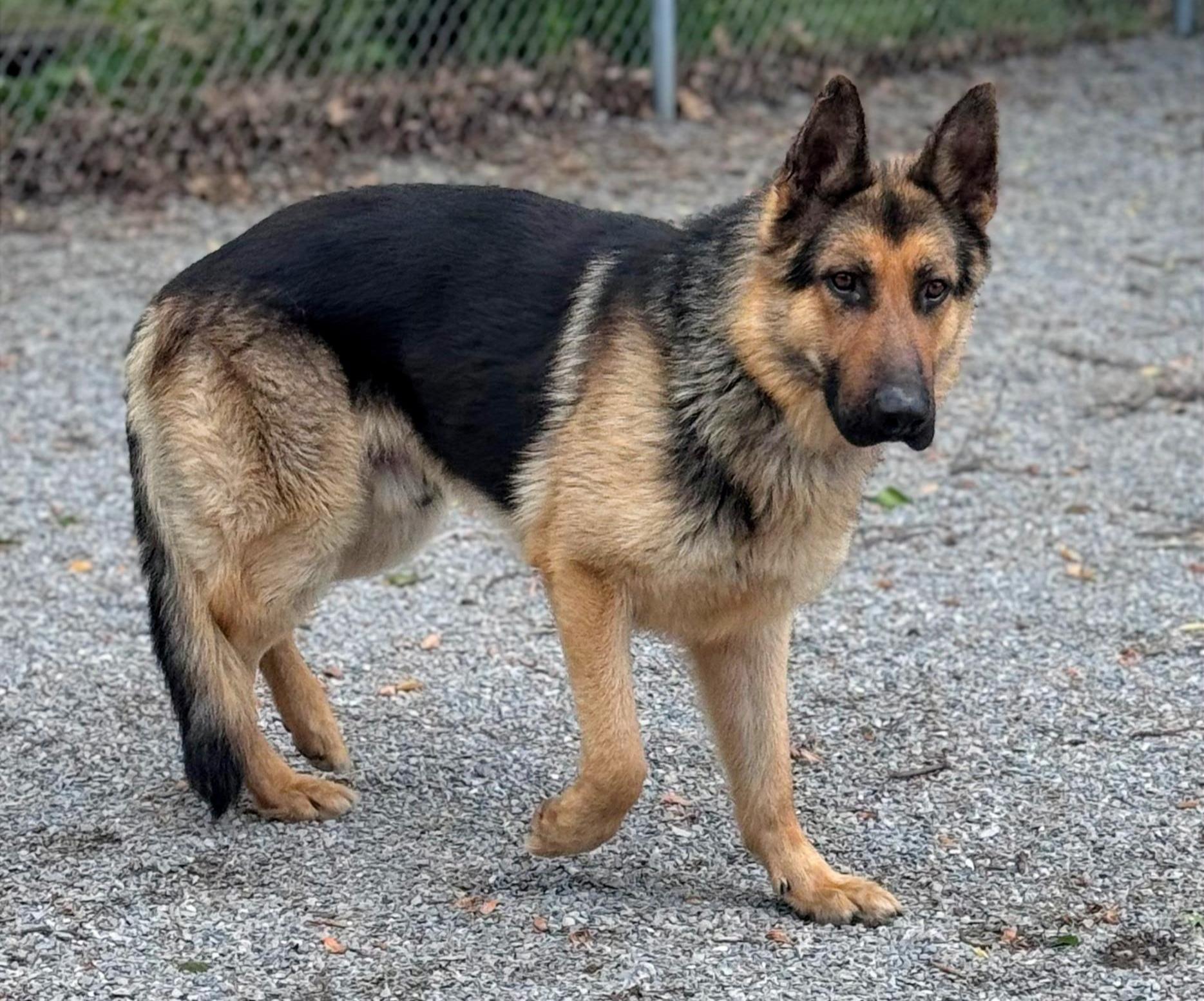 Slim, a Adoptable German Shepherd Dog in Chesterfield, MO image 1/3