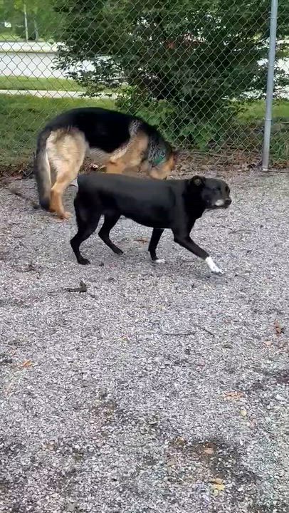 Enlarge Slim, a Adoptable German Shepherd Dog in Chesterfield, MO video 3/3