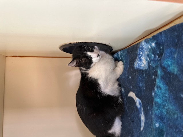 Joey, a Adoptable Domestic Short Hair in El Paso, TX image 1/4