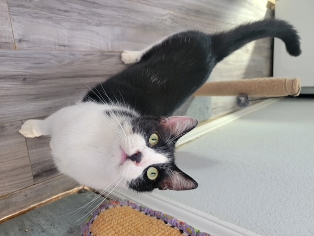 Joey, a Adoptable Domestic Short Hair in El Paso, TX image 2/4