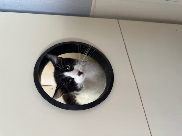 Joey, a Adoptable Domestic Short Hair in El Paso, TX image 3/4