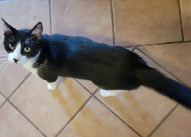 Joey, a Adoptable Domestic Short Hair in El Paso, TX image 4/4