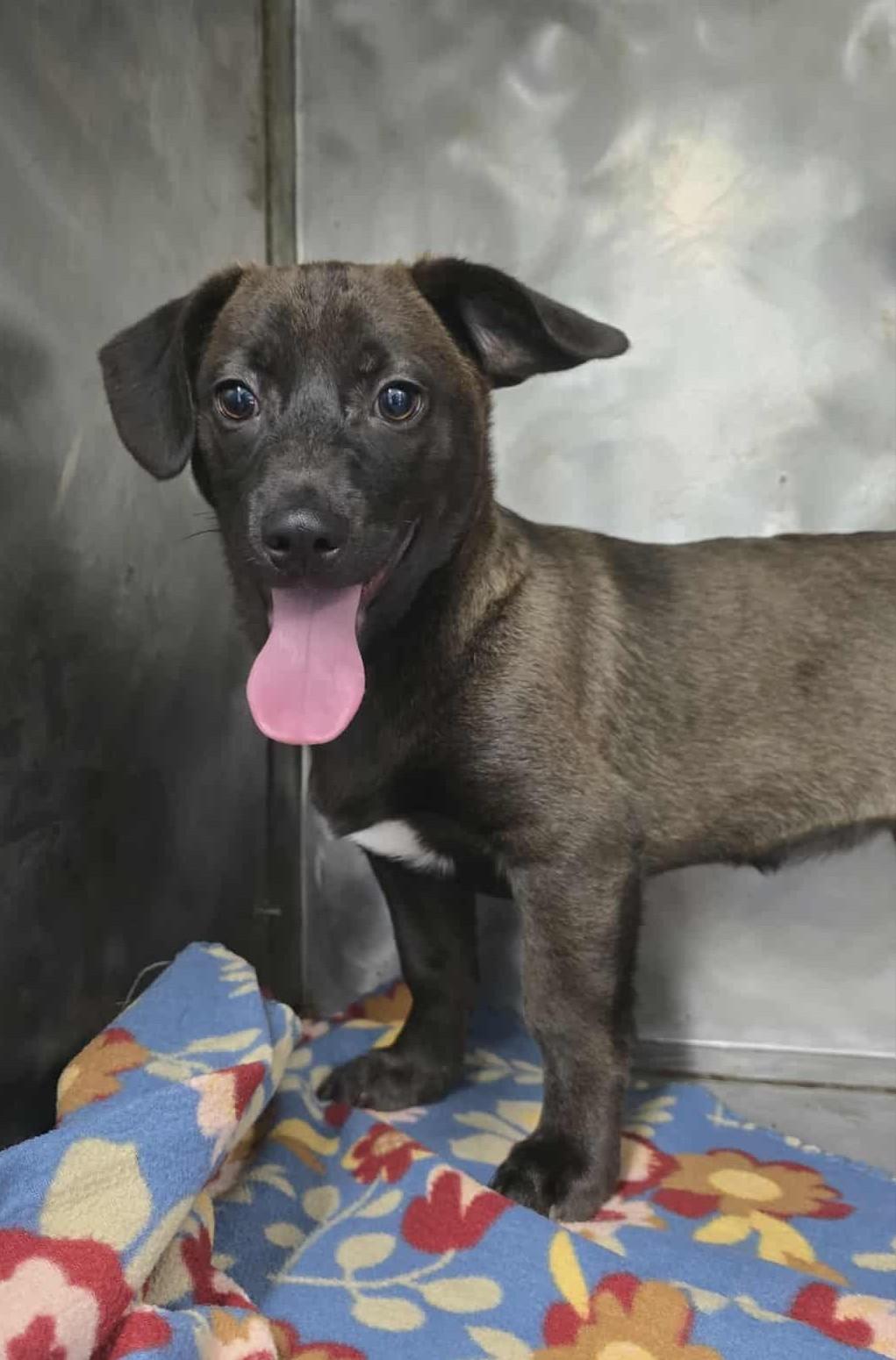 Enlarge Chrysallis: RIDGE DOG IN TRAINING @ LOCAL PRISON, a Adoptable Mixed Breed in Othello, WA image 1/3